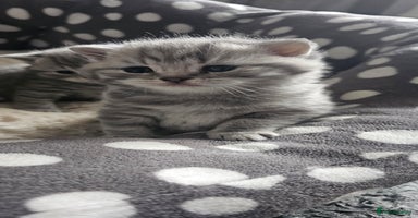 British Shorthair cats - Advert 11