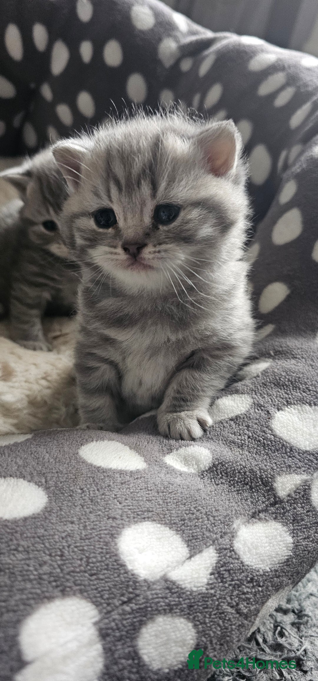 British Shorthair cats for sale: Beautiful silver tabby british shorthair kittens  - Image 15