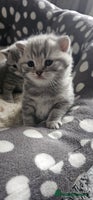 British Shorthair cats - Advert 2