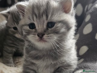 British Shorthair cats - Advert 21