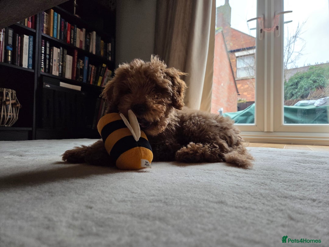 Goldendoodle dogs for sale: Gorgeous, Fun-Loving Puppy Looking for a New Home - Advert 3
