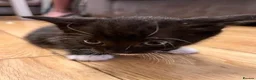 Mixed Breed cats for sale: 2 male kittens in London - Advert 3