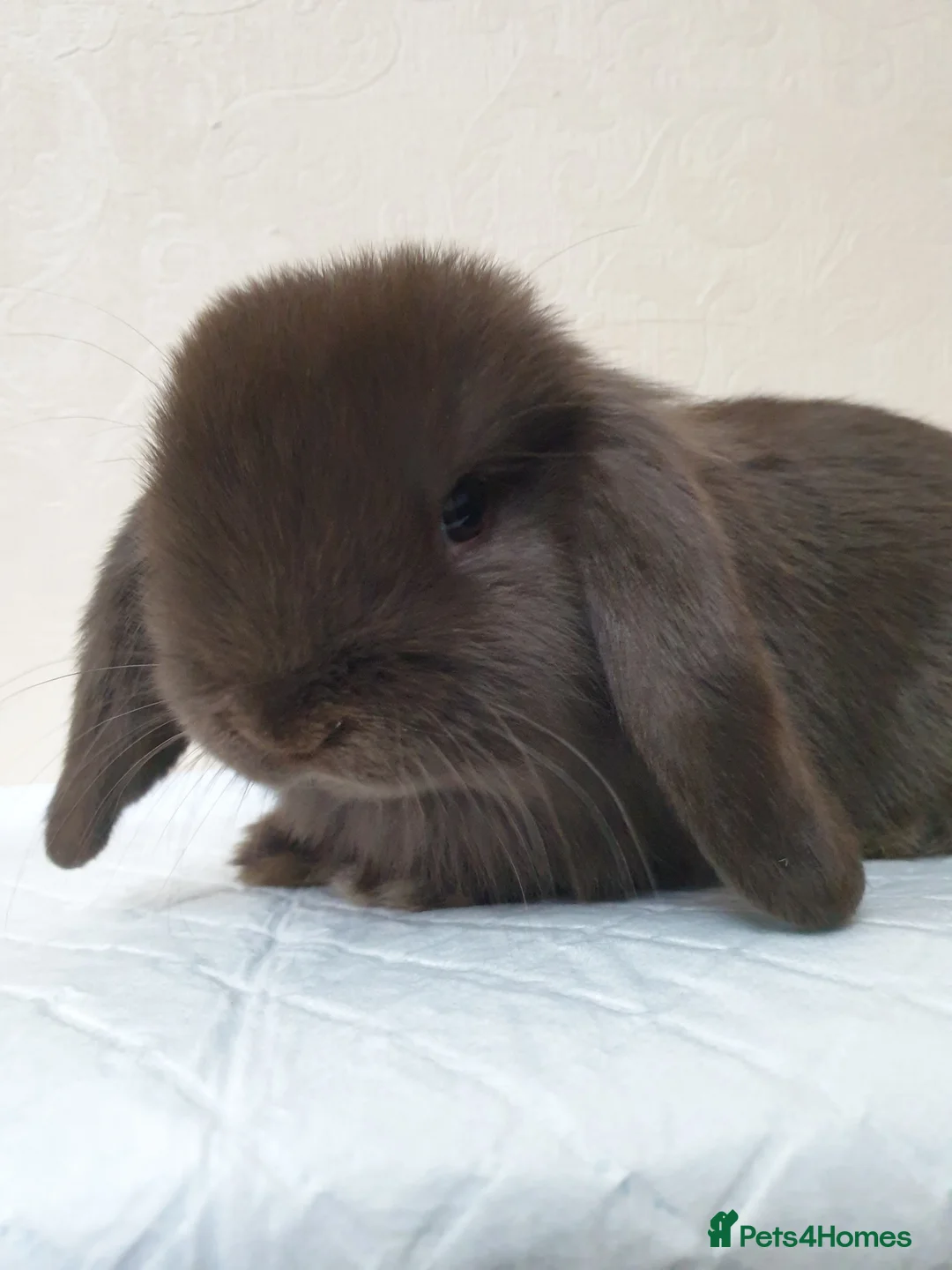 Mini Lop rabbits for sale: Mini lop bunny rabbit - Advert 2