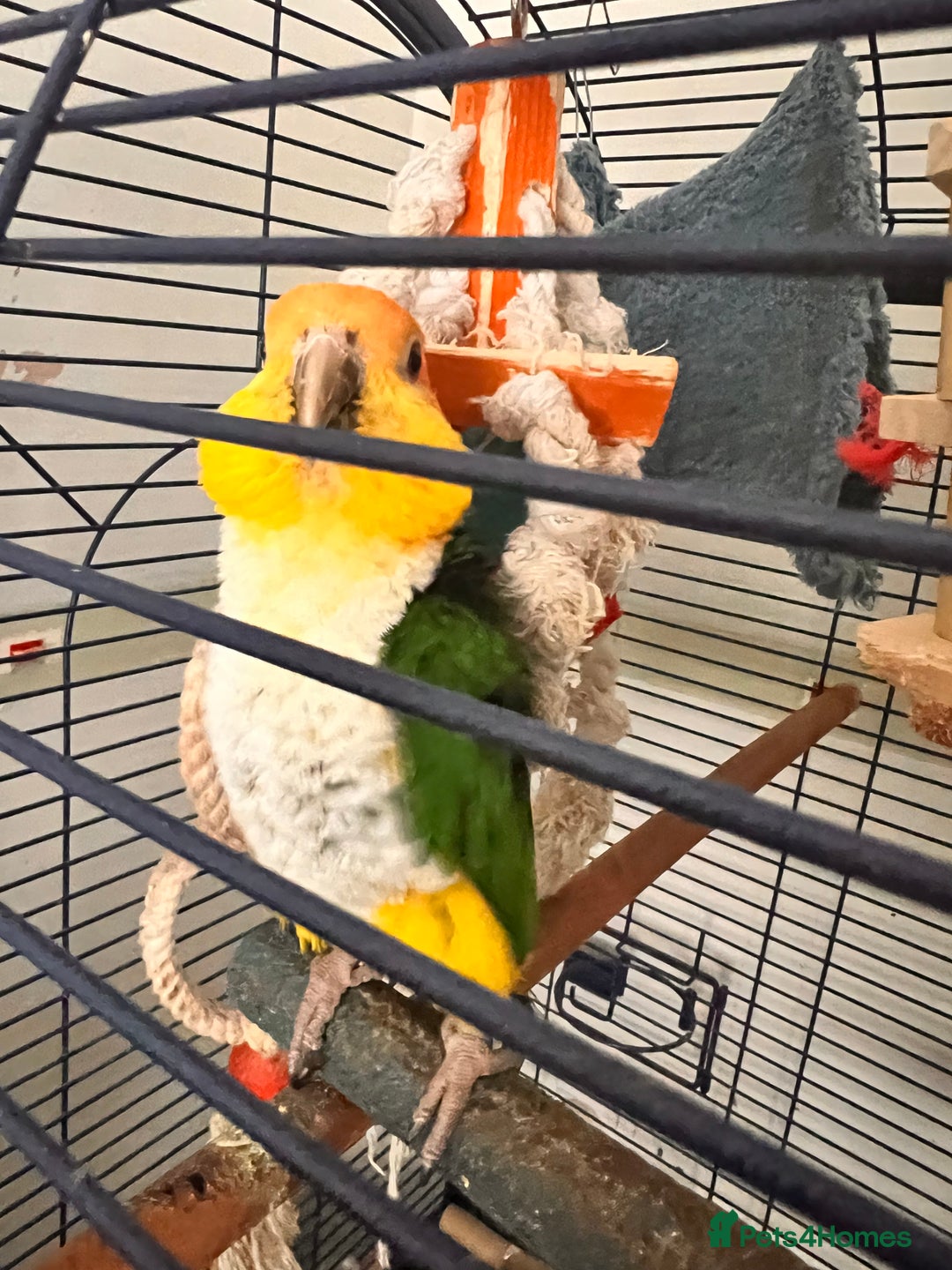 Parrots birds for sale: Caique parrot  - Advert 5