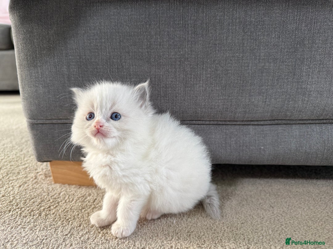 Ragdoll cats for sale: 📍1 FEMALE LEFT!🍼GCCF REGISTERED🐾 - Advert 11