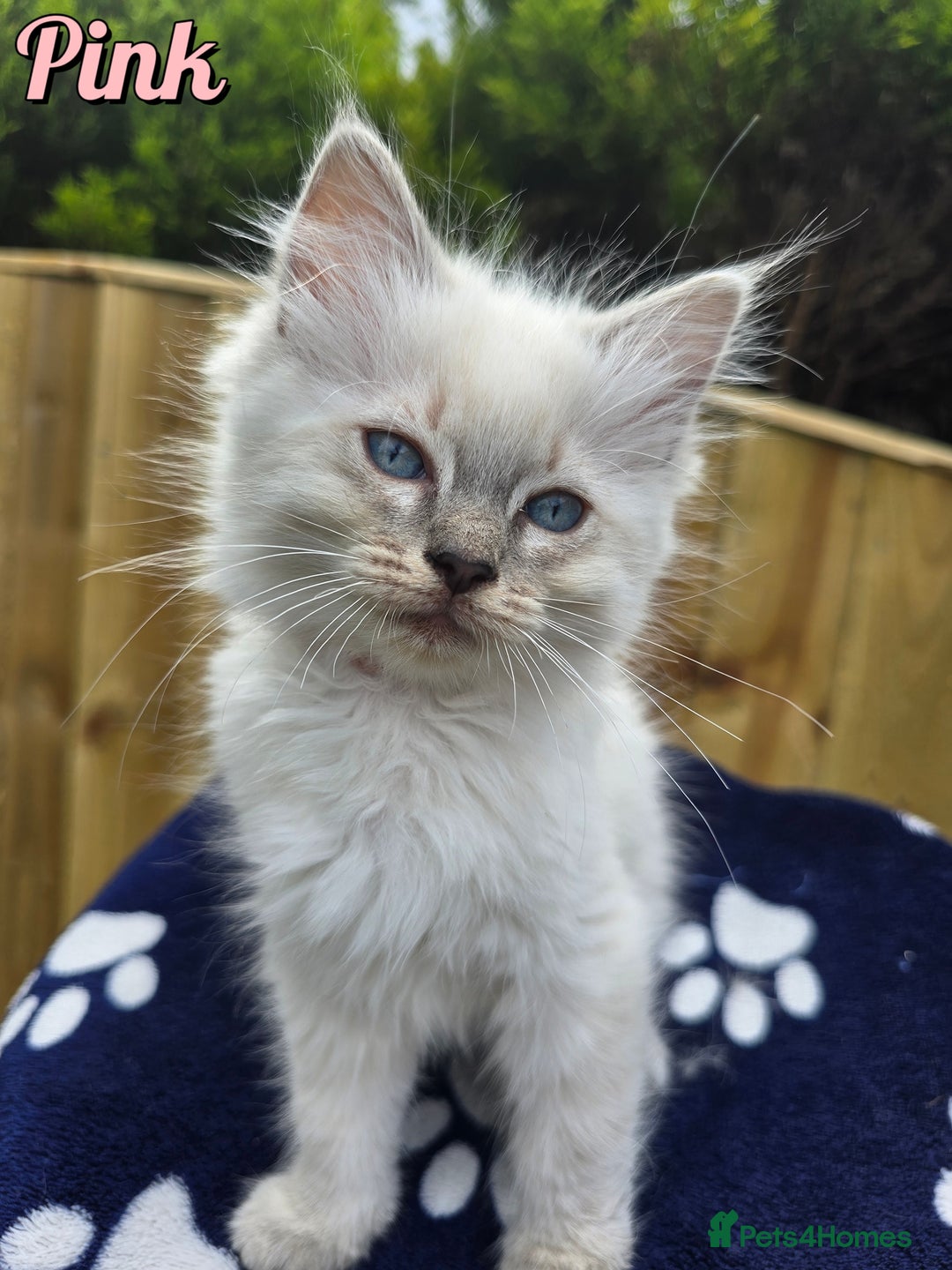 Ragdoll cats for sale: 🤍 STUNNING GCCF REGISTERED RAGDOLL KITTENS 🤍🤍 - Image 11