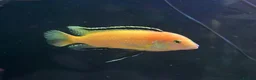Cichlids fish for sale: Juvenile Yellow Lab Cichlids - Advert 5