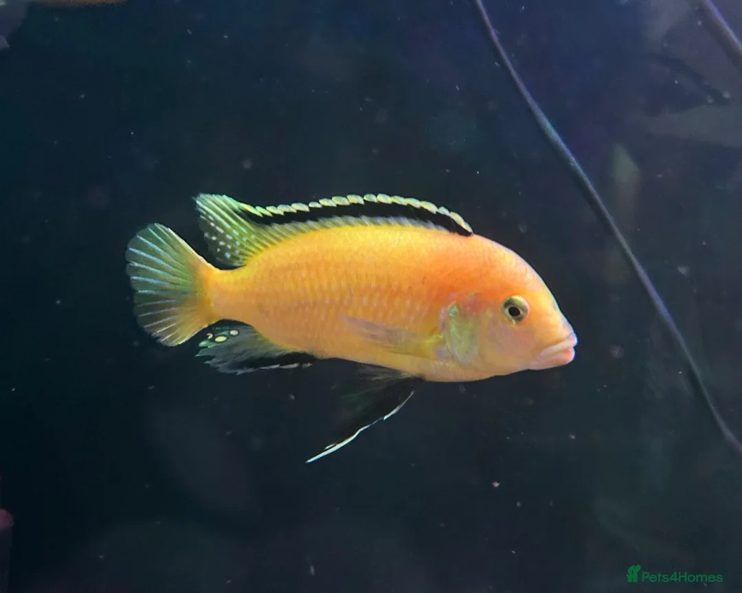 Cichlids fish for sale: Juvenile Yellow Lab Cichlids - Advert 5