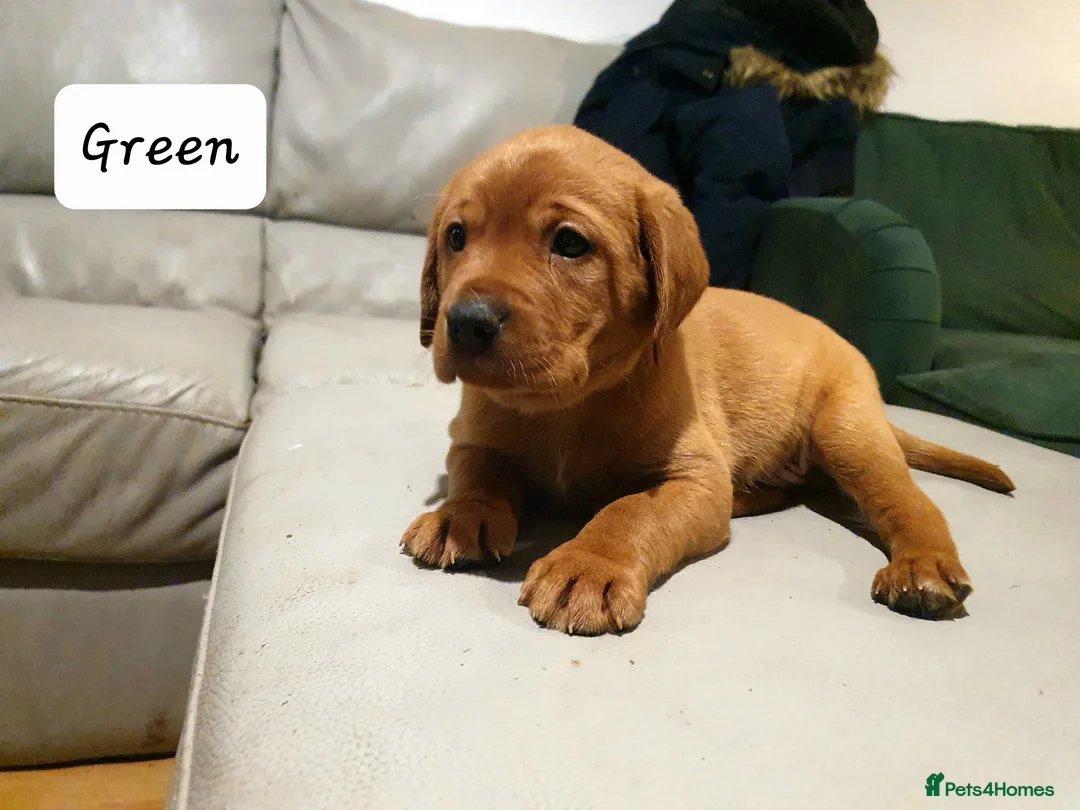 Labrador Retriever dogs for sale: Deep Fox Red KC Labs - Advert 7