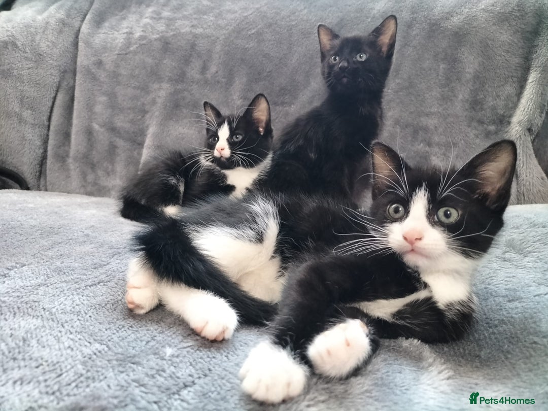 Mixed Breed cats for sale: 3 beautiful tux and black kittens for sale  - Image 13