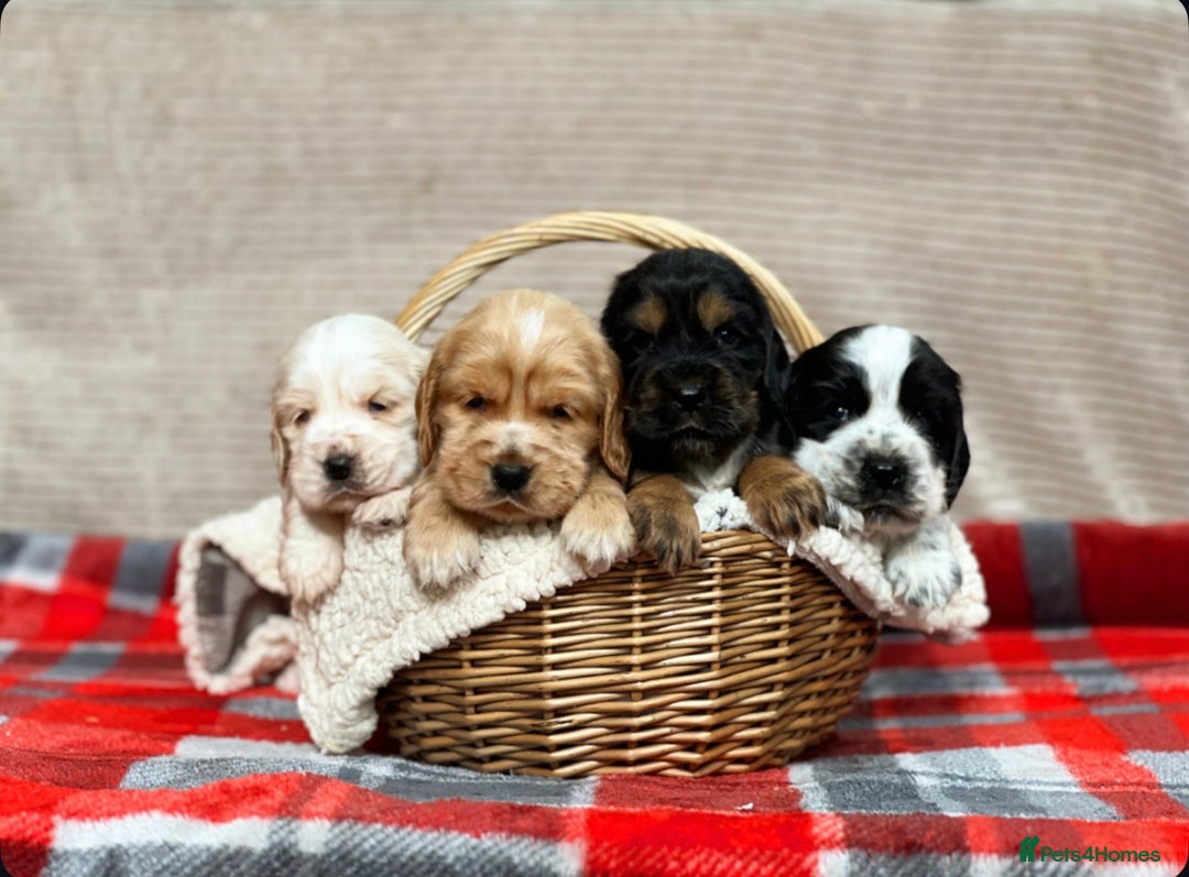 Cocker Spaniel dogs for sale: SHOW TYPE COCKER SPANIEL PUPPIES  - Advert 1