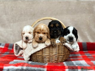 Cocker Spaniel dogs SHOW TYPE COCKER SPANIEL PUPPIES - Advert 1