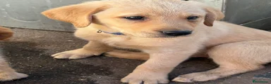 Labrador Retriever Puppy 3