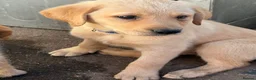Labrador Retriever dogs for sale: Beautiful litter of mixed puppies  - Advert 24