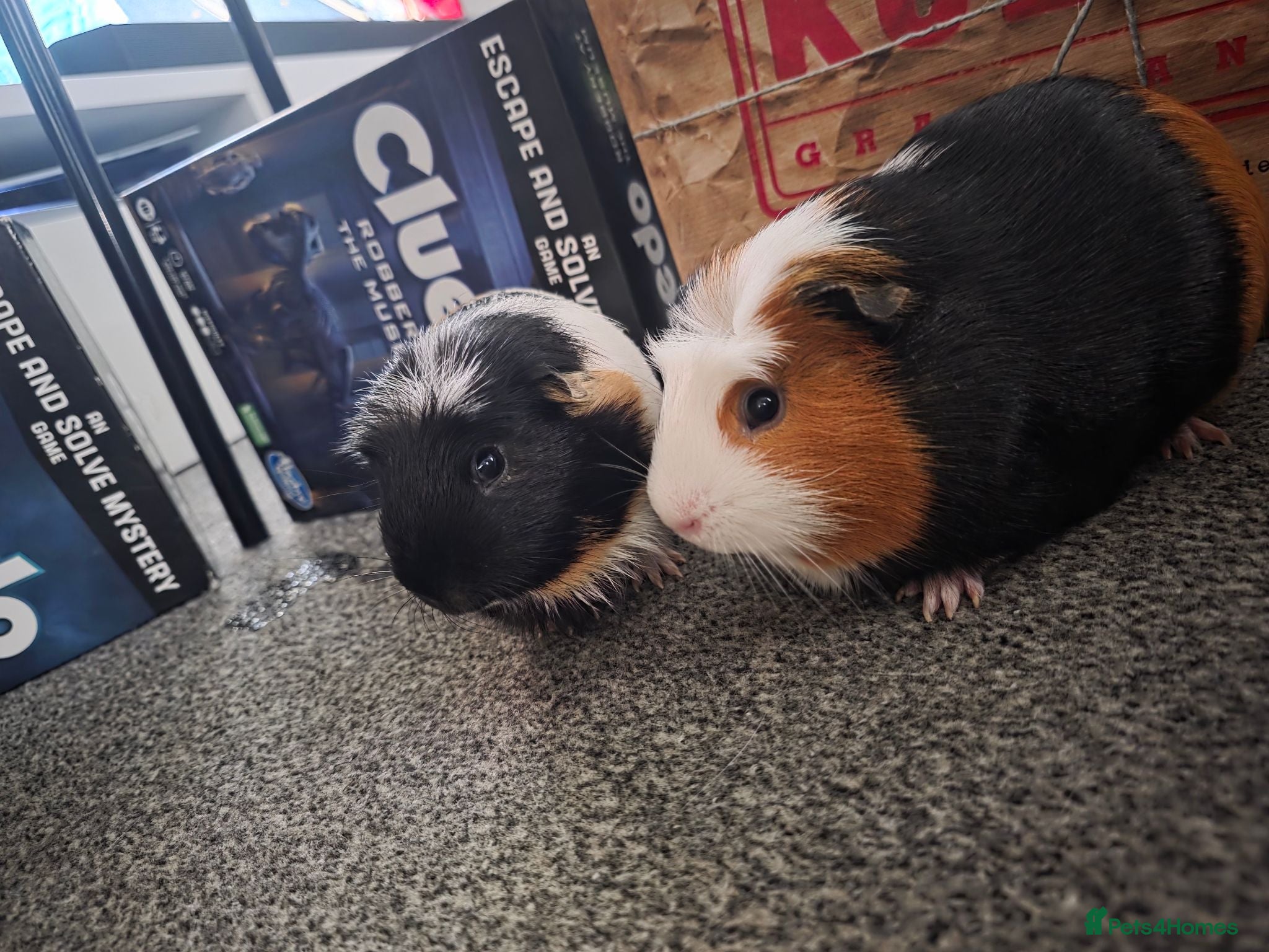 Guinea Pig rodents Looking for a Loving Home for Two Guinea Pigs - Advert 2