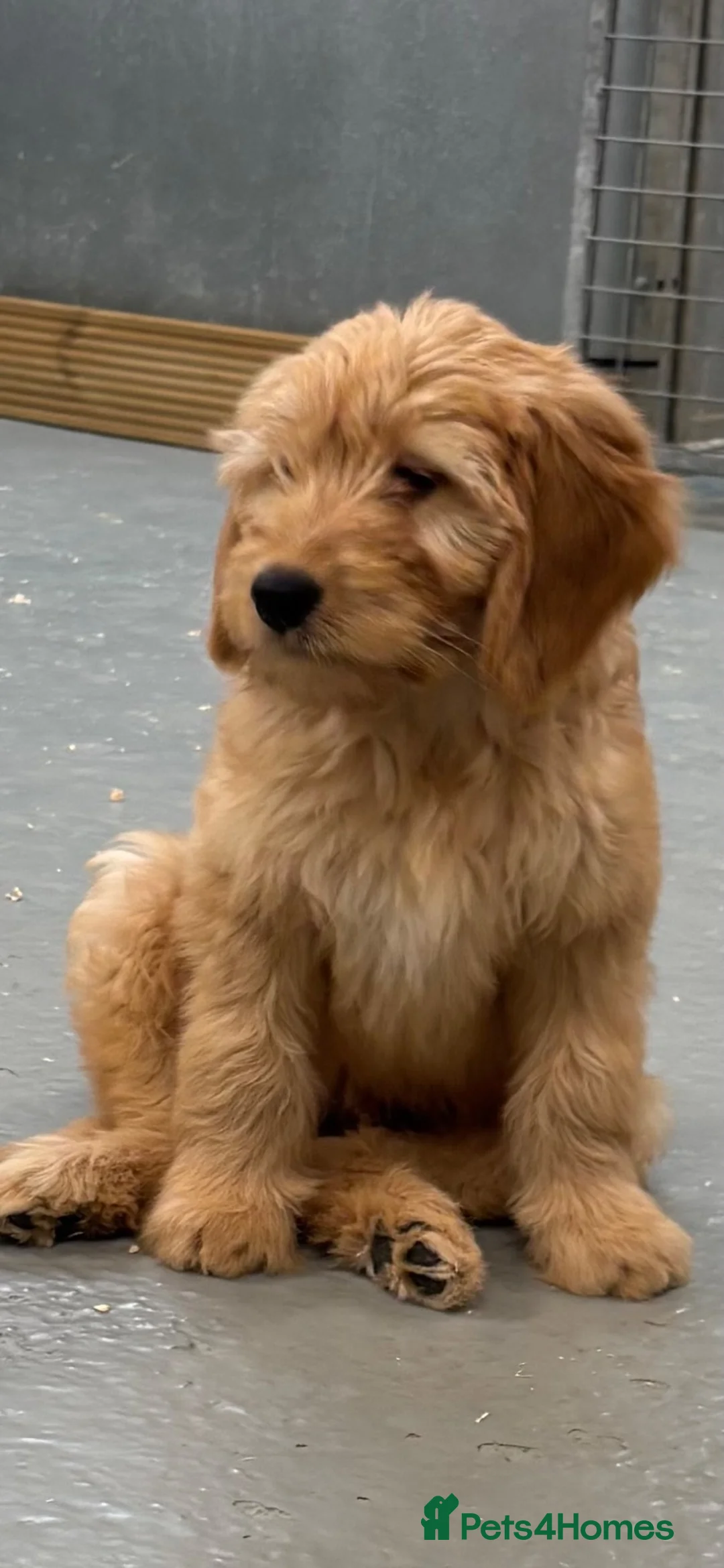 Goldendoodle dogs for sale: F1 miniature Goldendoodle male puppy. - Advert 4