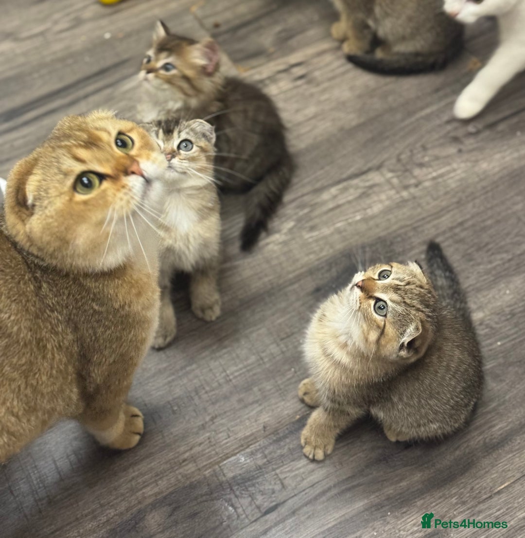 Scottish Fold cats for sale: Golden Scottish fold  - Image 5