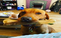 Labrador Retriever dogs for stud: for stud Male fox red Labrador proven makes 13 pup - Image 3