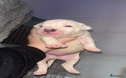 Mixed Breed dogs for sale: 4 beautiful olde English bulldog/ American bulldog - Advert 7