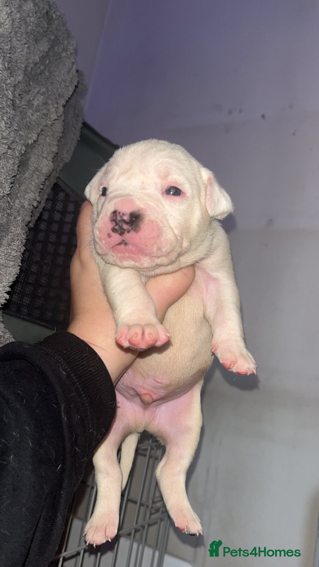 Mixed Breed dogs for sale: 4 beautiful olde English bulldog/ American bulldog - Advert 7