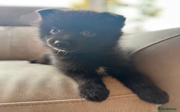 Pomsky dogs for sale: Pomsky Puppies  - Image 22