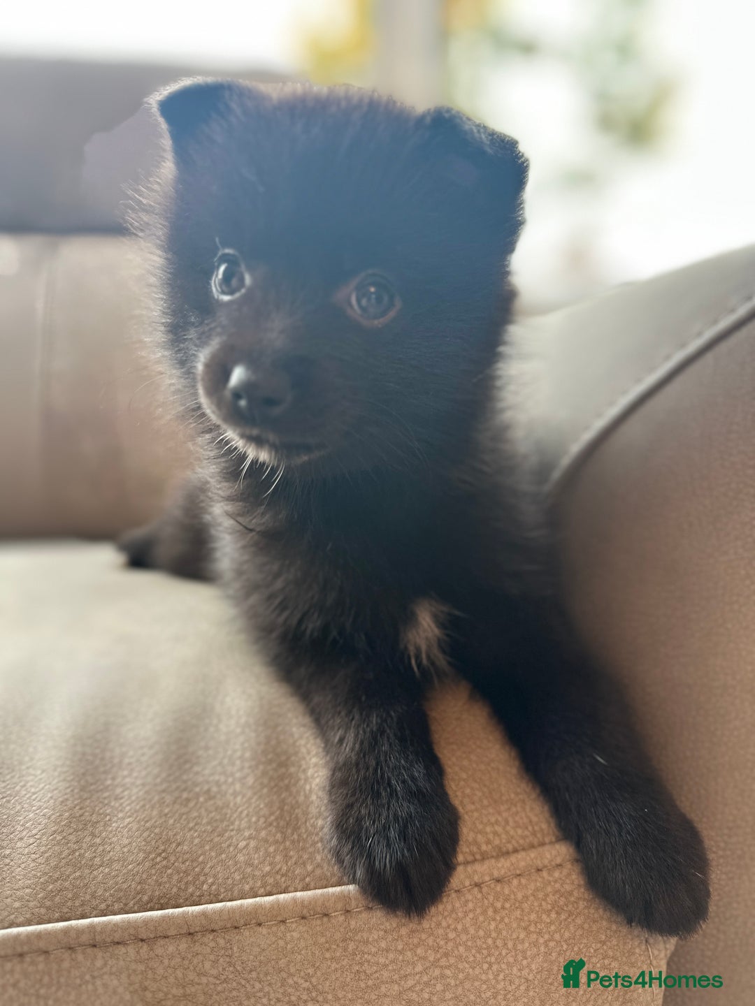 Pomsky dogs for sale: Pomsky Puppies  - Image 22