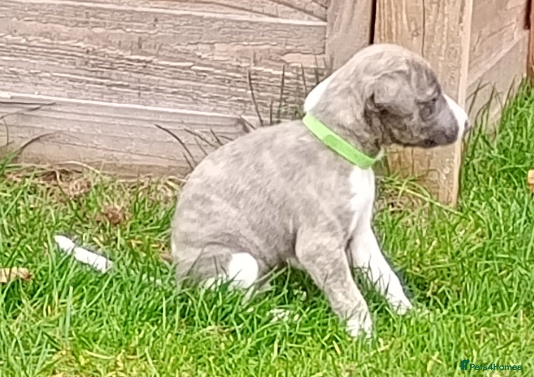 Whippet dogs for sale: Quality KC reg Whippet Puppies - Image 30