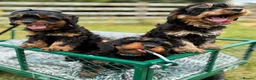 Cavapoo dogs for sale: Black and Tan Cavapoos - Advert 6