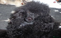 Miniature Poodle dogs for stud: KC reg fully health tested for stud BVA eye exam in Market Rasen - Image 2