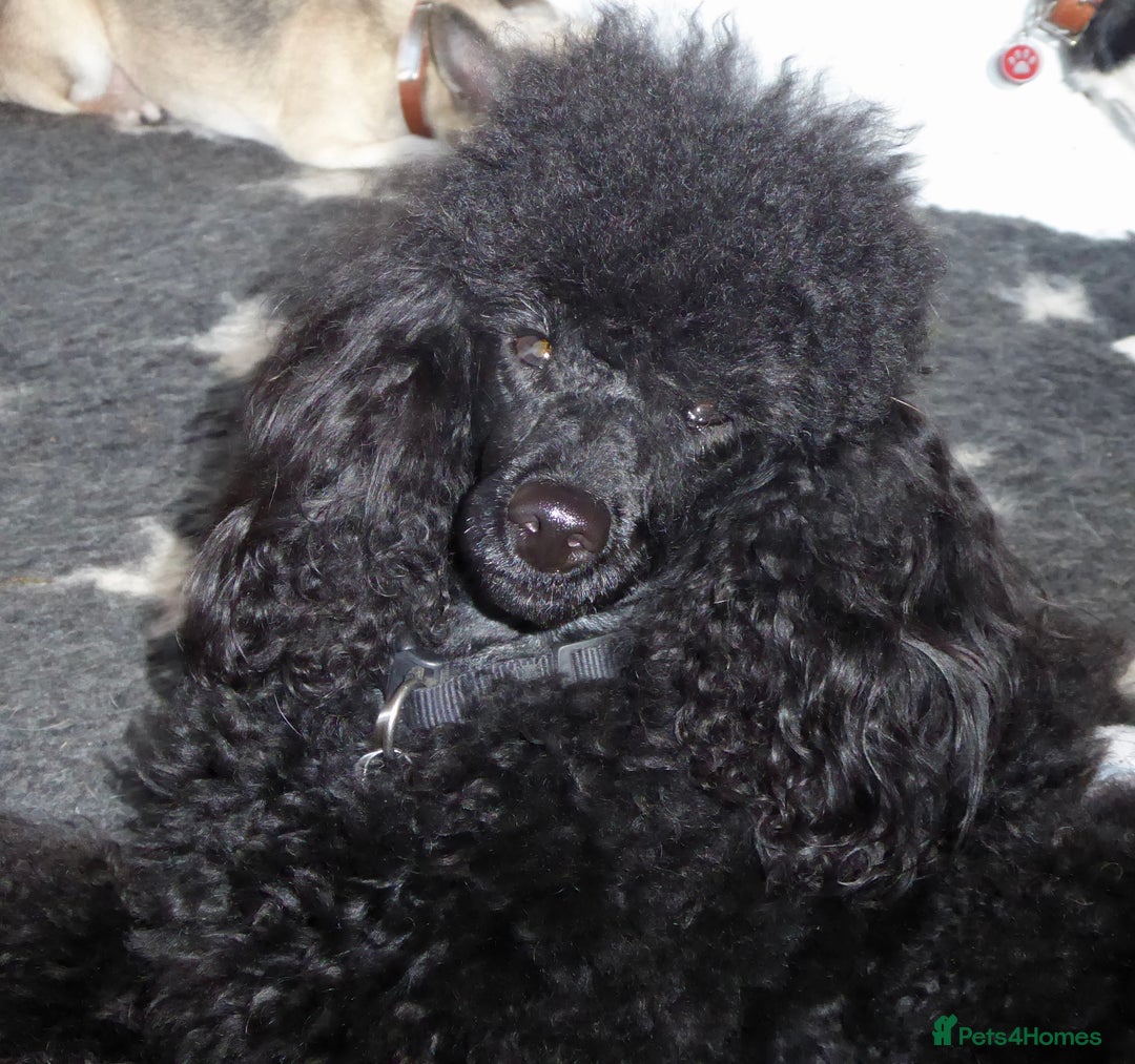 Miniature Poodle dogs for stud: KC reg fully health tested for stud BVA eye exam in Market Rasen - Image 2