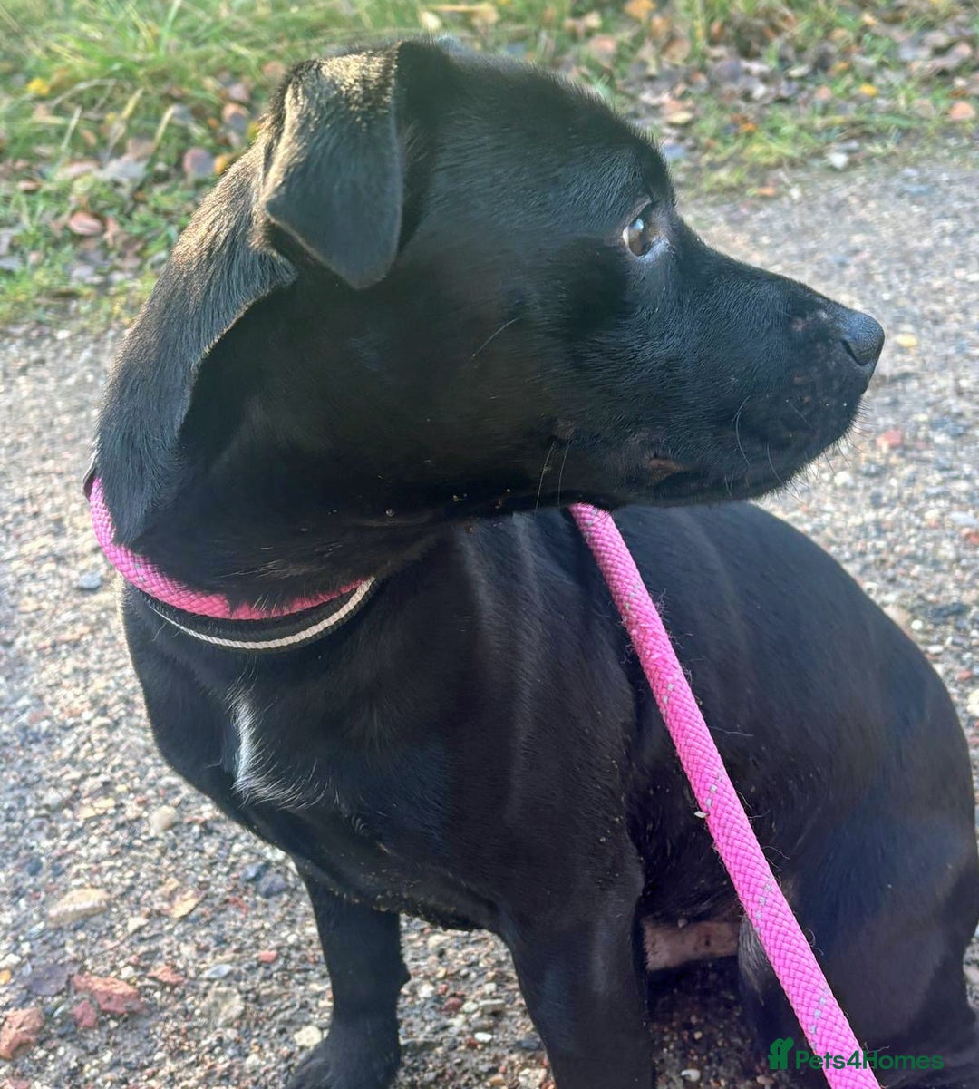 Patterdale Terrier dogs for adoption: Paddy the Patterdale wants a new forever home - Advert 2