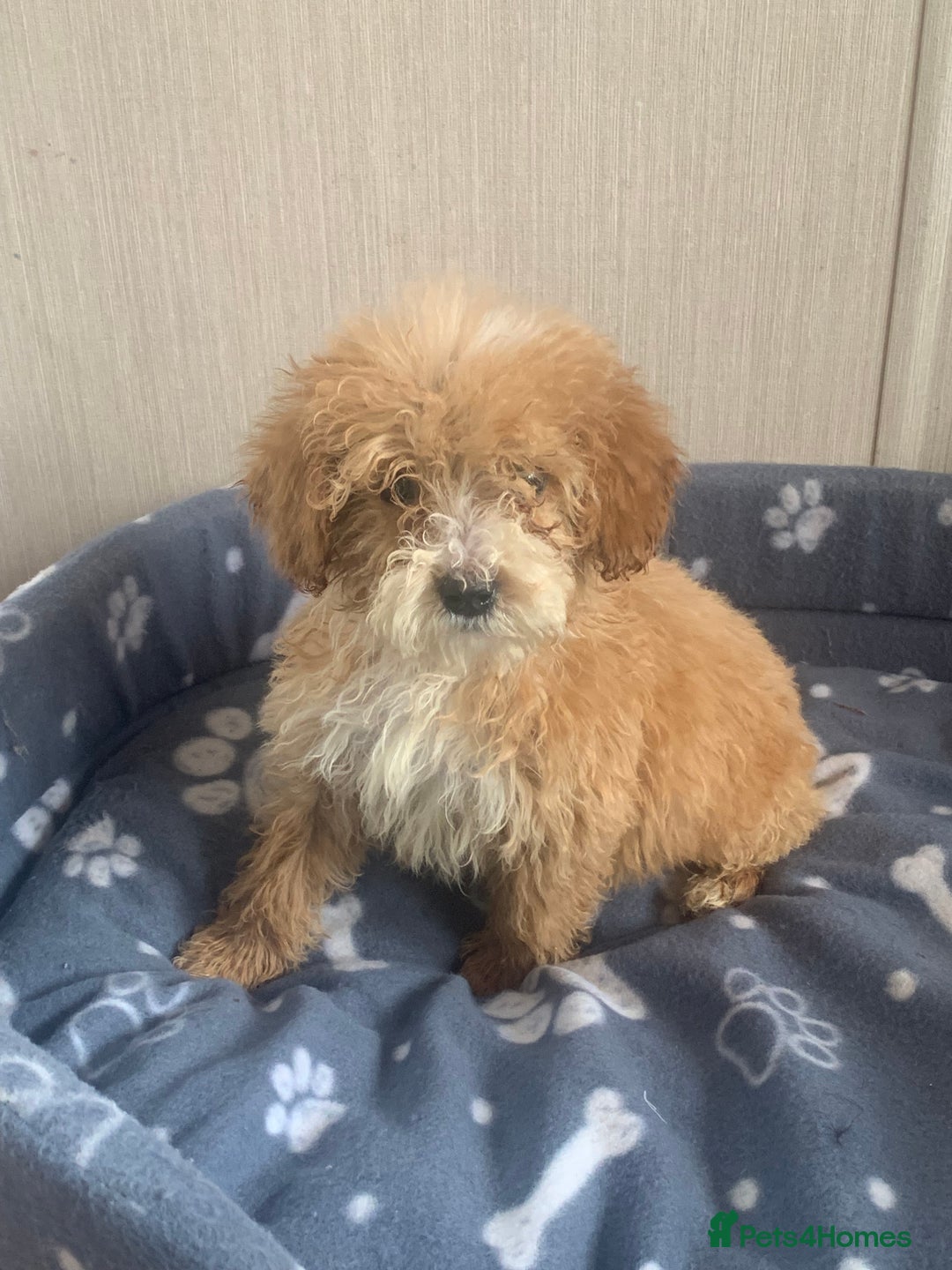 Cockapoo dogs for sale: F1B Red Cockapoo Puppies Available Now - Advert 2