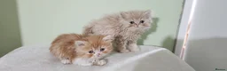 Persian cats for sale: Pure Persian Kittens for sale - Advert 3