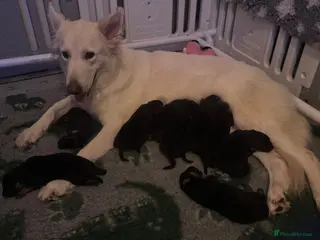 German Shepherd dogs German shepherd puppies - Advert 14