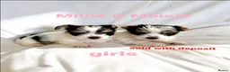 Mixed Breed dogs for sale: Litter of 6 Jack Russell x Chihuahua Puppies  - Advert 6