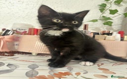 Munchkin cats for sale: 🐾 Adorable 2-Month-Old Male Kitten  🐾 - Image 5