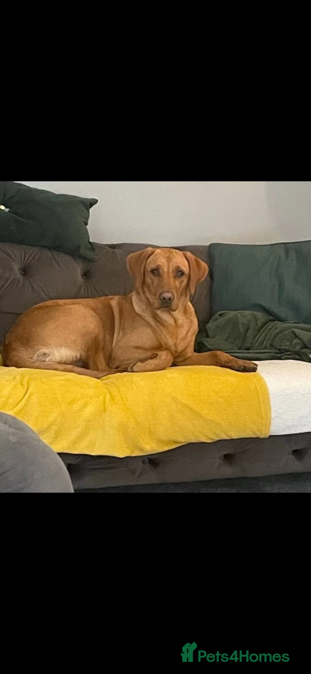 Labrador Retriever dogs for sale: Beautiful fox red Labrador litter  - Advert 1