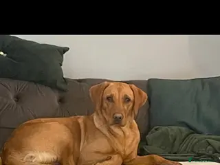 Labrador Retriever dogs Beautiful fox red Labrador litter - Advert 1