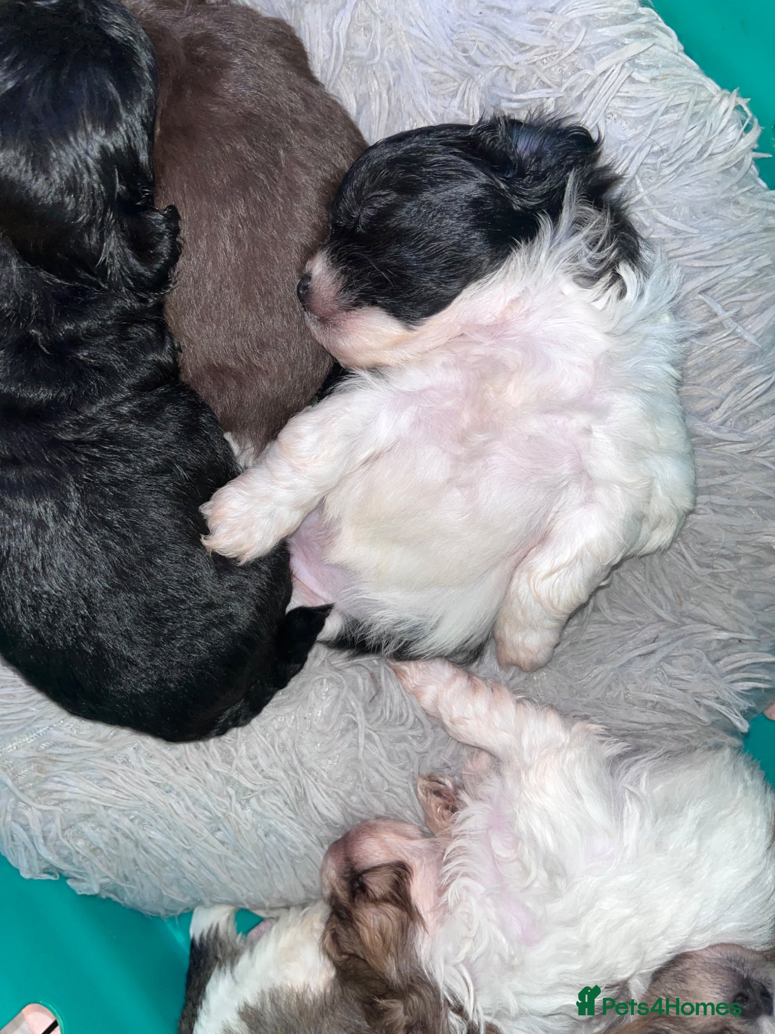 Shihpoo dogs WAITING LIST TOY SHIHPOO PUPPIES  - Advert 1