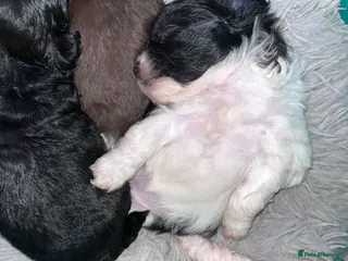 Shihpoo dogs WAITING LIST TOY SHIHPOO PUPPIES - Advert 1