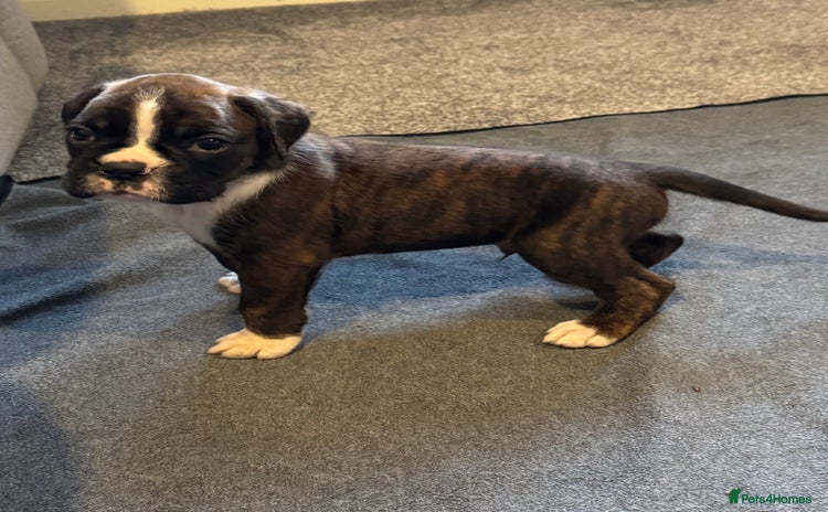 Boxer dogs - Advert 4