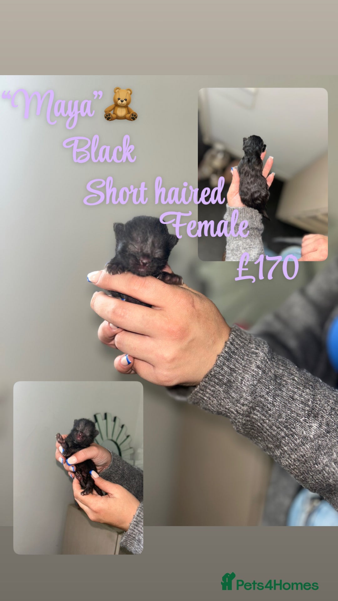 Mixed Breed cats for sale: 3 Stunning kittens left 🧸🤍 - Image 4