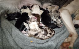 Border Collie dogs for sale: Border collie puppies B/W & Merle - Image 1