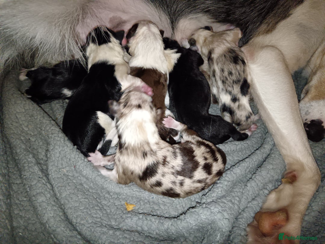 Border Collie dogs for sale: Border collie puppies B/W & Merle - Image 1
