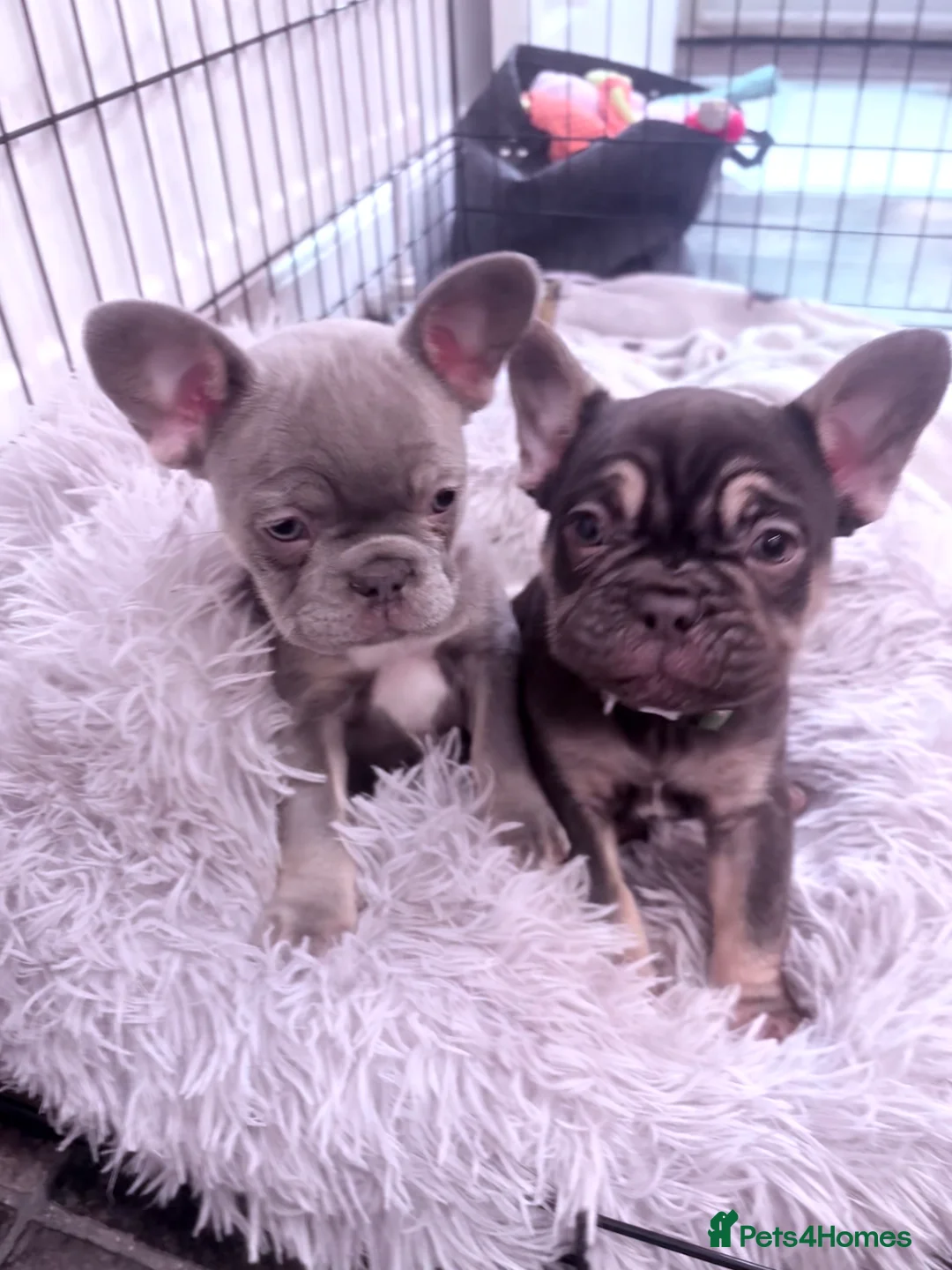 French Bulldog dogs for sale: Beautiful Chunky Chocolate Tan Boy and Lilac Bitch - Advert 1