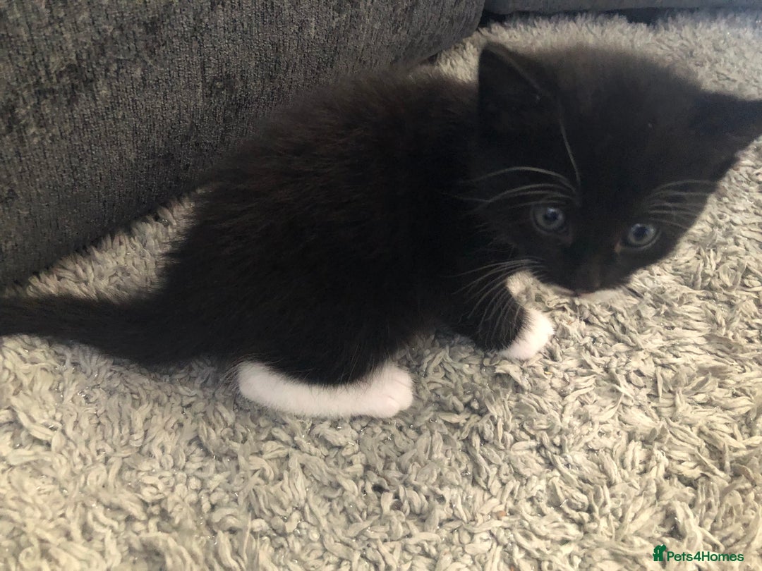 Mixed Breed cats for sale: Kittens for sale - Image 2
