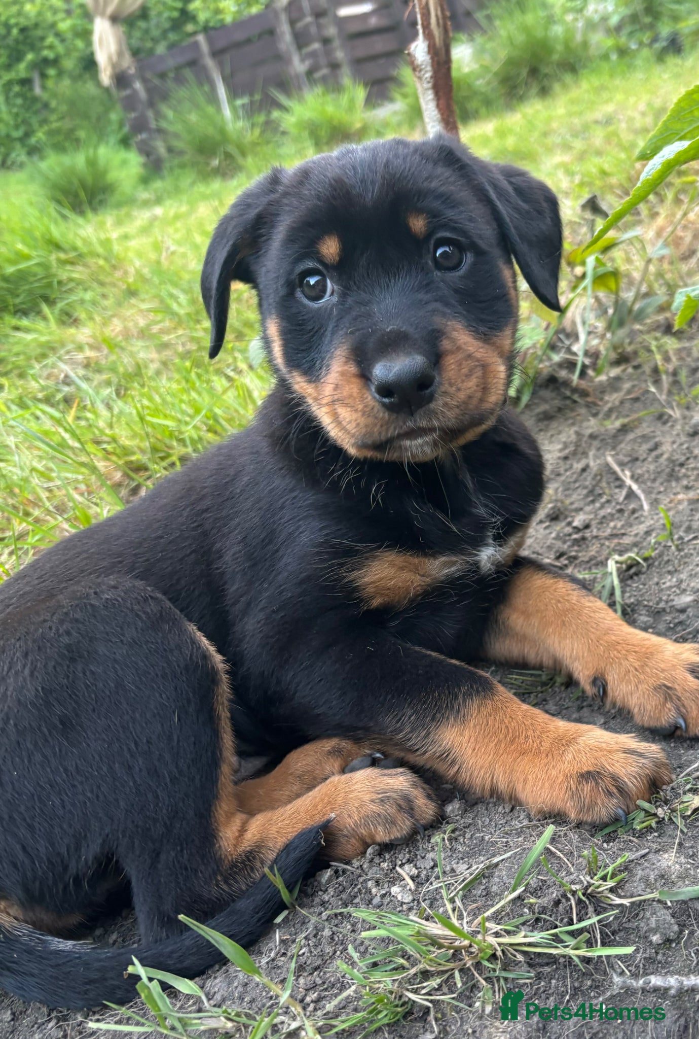 Mixed Breed dogs Border Rotty puppies for sale  - Advert 15