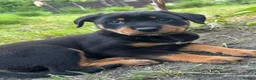 Mixed Breed dogs for sale: Border Rotty puppies for sale  - Advert 1