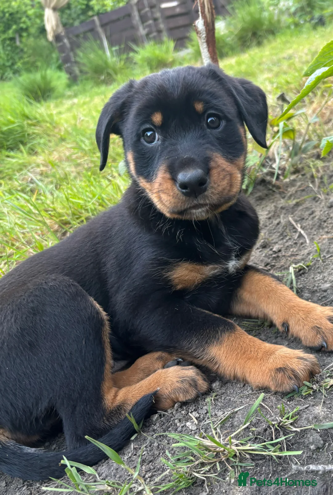 Mixed Breed dogs for sale: Border Rotty puppies for sale  - Advert 1