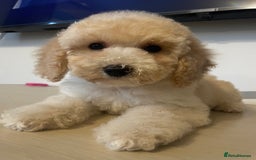 Cockapoo dogs for sale: Cockapoo F2 beautiful puppies ready to go  - Image 19